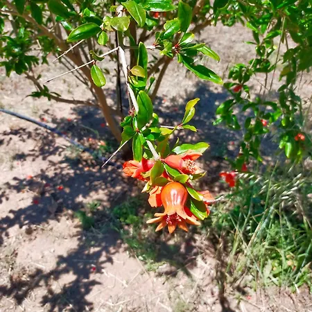 Casa Marina Lu Tuvaraggiu *