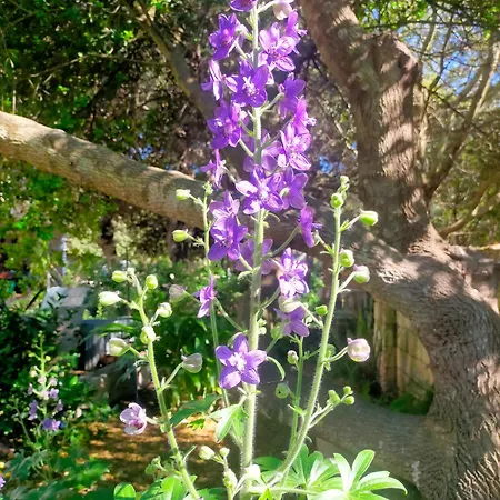 Casa Marina Lu Tuvaraggiu